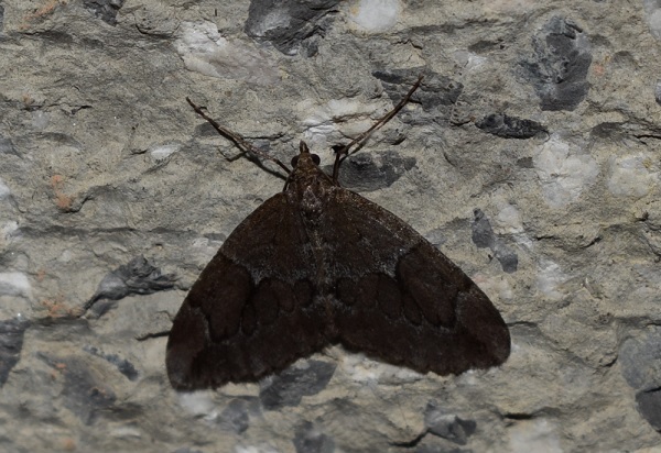 Thera cfr. juniperata (Geometridae)